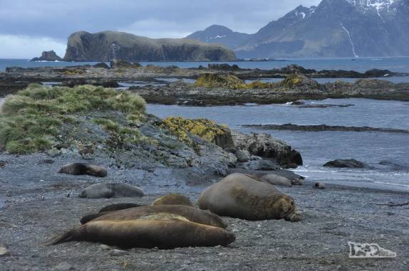 Elefantes-marinho descansam em praia de Prion Island, na Geórgia do Sul